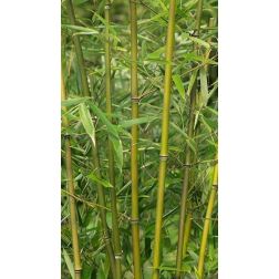 BAMBUSA (PHYLLOSTACHYS) HUMILIS  CLT. 18  Bambusz