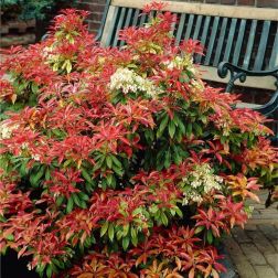 PIERIS JAPONICA MONTAINE FIRE CLT. 7 Babérhanga