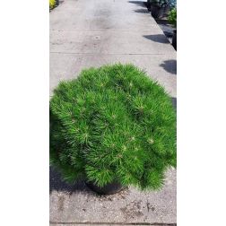 Pinus "Bambino" LV9 1/4T feketefenyő