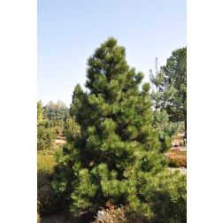 Pinus leuc. "Malinki" CLT10