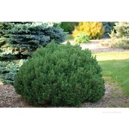 Pinus mugo "Mops" CLT10