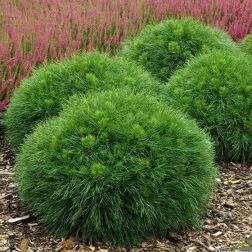 Pinus mugo "Varella" CLT10