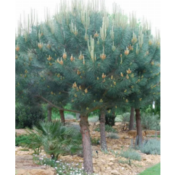 Pinus pinea CLT15 100/125 6/8 1/2T