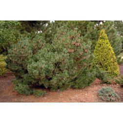 PINUS STROBUS MACOPIN CLT. 10 Törpe simafenyő