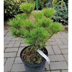 Pinus strobus "Minima" CLT10