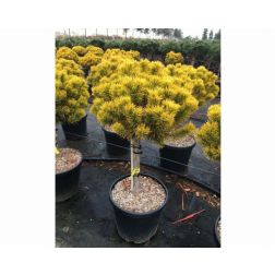 Magastörzsű aranylombú törpefenyő Pinus Mugo "Wintergold" Lv9 mini törzses