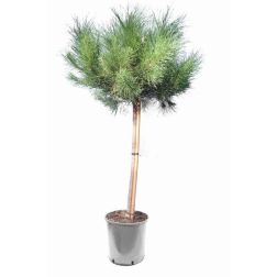 Pinus pinea CLT30 175/200 10/12