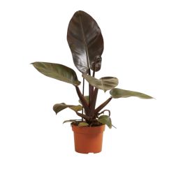 Philodendron filodendron szobanövény 17 cm-es cserépben