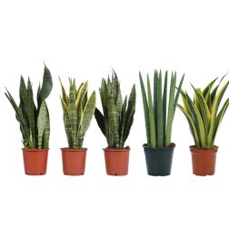 Sansevieria anyósnyelv szobanövény több változatban 12 cm-es cserépben