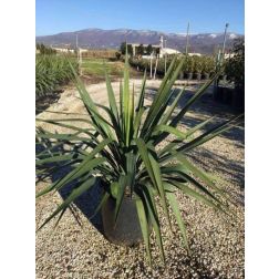 Pompás pálmaliliom Yucca Gloriosa CLT10