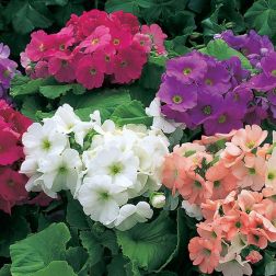 Primula Obconica vegyes sz&iacute;nekben, 14 cm-es cser&eacute;pben