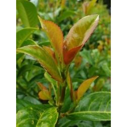PRUNUS LAUROCERASUS MINIREDIA (R) CLT. 10 BALL babérmeggy
