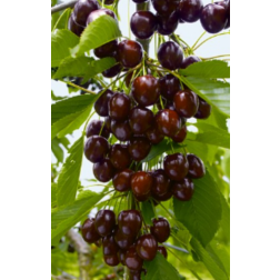 Prunus av. "Kordia" CLT6