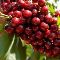 Prunus avium "Lapins" cseresznye balkon gy&uuml;m&ouml;lcsfa