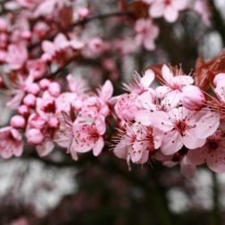 Prunus cer."Pissardi" CLT18 6/8
