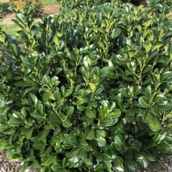 PRUNUS LAUROCERASUS ETNA (R)  CLT. 18 HALF STANDARD  Babérmeggy