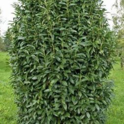 Prunus la."Genolia" CLT25 1/2T