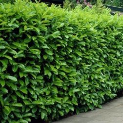 Prunus la."Novita" CLT110 250+ babérmeggy