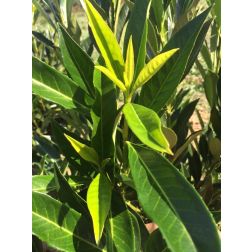 PRUNUS LAUROCERASUS RENAULT ACE (R)  CLT. 18 100/125  Babérmeggy