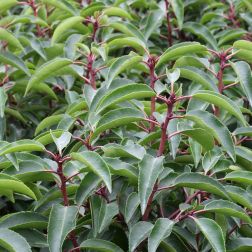 PRUNUS LUSITANICA ANGUSTIFOLIA  CLT. 7  Babérmeggy