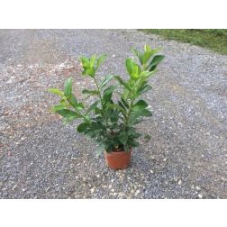 Prunus la. "Novita" clt3 40/60