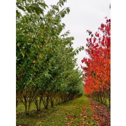Prunus ser."Kanzan" CLT18 125/150