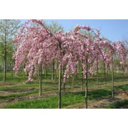 Prunus ser."Kikushidare" CLT18 8/10