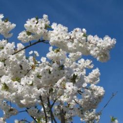 Prunus "White Fontaine" 1/2T CLT18 díszcseresznye