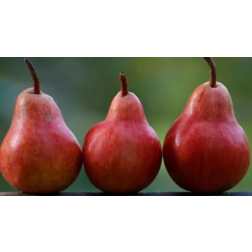 PYRUS COMMUNIS WILLIAMS ROSSO CLT. 6 HALF STANDARD Piros vilmos körte