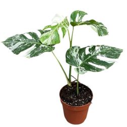 Monstera del. könnyezőpálma szobanövény 17 cm-es cserépben