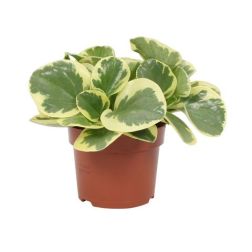 Peperomia törpebors szobanövény 12 cm-es cserépben