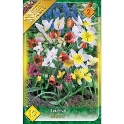 Tulipa botanical mixed vegyes színű botanikai tulipán virághagyma 12 darab
