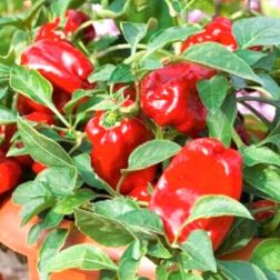 Oázis Redskin paprika palánta 12 cm-es cserépben