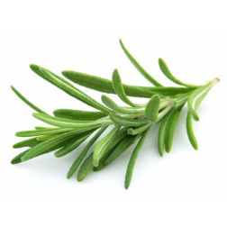 Rosmarinus officinalis &aacute;ll&oacute; rozmaring pal&aacute;nta 12 cm-es cser&eacute;pben