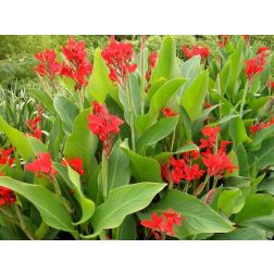 Canna Red piros r&oacute;zsan&aacute;d 12-es cser&eacute;pben