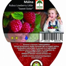 Oázis Balkon Málna – Rubus LL “Sweet Sister”