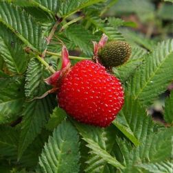Oázis japán szamócamálna - Rubus illecebrosus - konténeres, kompakt növekedésű c2 10/20