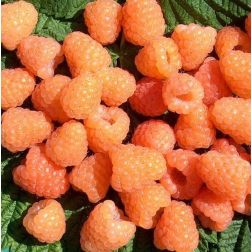 Oázis Málna - Rubus idaeus "Valentina" - konténeres, bőtermő c2 30/40