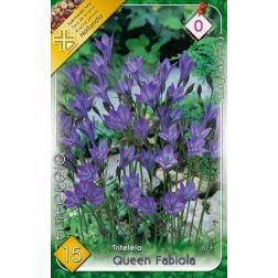 Triteleia queen fabiola kék-lila csillaghagyma virághagyma 15 darab