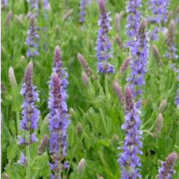 Salvia nemorosa "Blauh&uuml;gel" &eacute;velő ligeti zs&aacute;lya 9 cm cser&eacute;pben