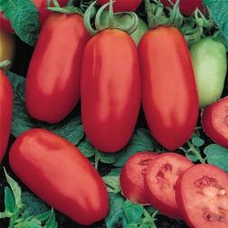 O&aacute;zis San Marzano paradicsom pal&aacute;nta 10,5 cm-es cser&eacute;pben