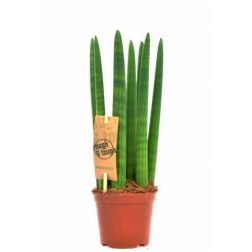 Sansevieria szoban&ouml;v&eacute;ny 12 cm-es cser&eacute;pben