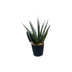 Sansevieira anyósnyelv 12 cm-es cserépben