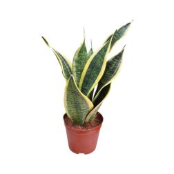 Sansevieria szobanövény kb. 20-25 cm magas