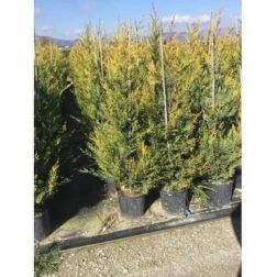 Cupressocyparis Leylandii "Castlewelland Gold" sárgalombú leyland ciprus CLT7-es cserépben 125/150 cm