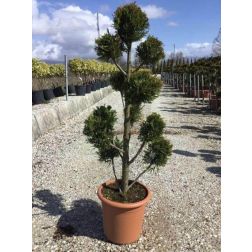 Sárgalombú leyland ciprus Cupressocyparis Leylandii "Castlewelland Gold" Lv18 Pompons