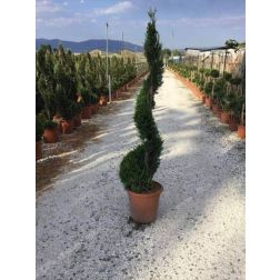 Sárgalombú leyland ciprus Cupressocyparis Leylandii "Castlewelland Gold" Lv18 Spirál