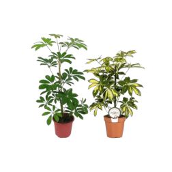 Schefflera Sugárarália szobanövény 12 cm-es cserépben