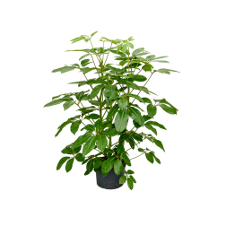 Schefflera Sugárarália szobanövény 100 cm magas