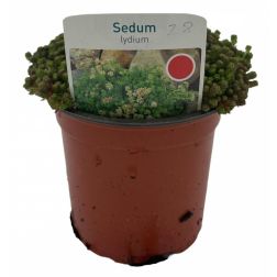 Sedum lydium sziklakerti &eacute;velő